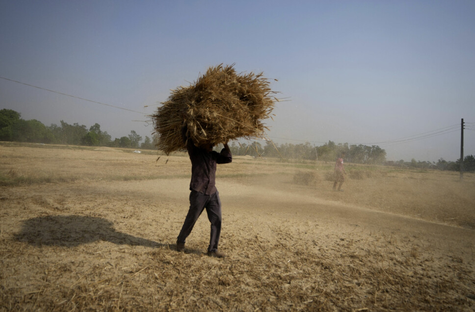 En indisk bonde med hvete høstet utenfor Jammu i India i slutten av april. Den voldsomme hetebølgen har også rammet jordbruket i landet som har verdens nest største produksjon av hvete. Indias regjering innførte nylig forbud mot eksport av hvete, noe som har ført til ytterligere bekymring for verdens matforsyning, som er truet av krigen i Ukraina.