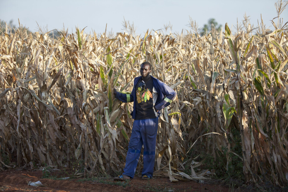 Elton Muranganwas sønn Herbert viser fram maisavlingen.