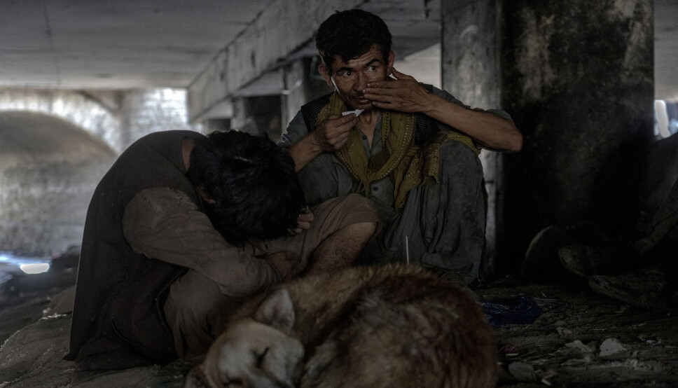 Det er ikke gode kår verken for mennesker eller dyr der store grupper av rusavhengige samler seg i Kabul, som her under en bro.