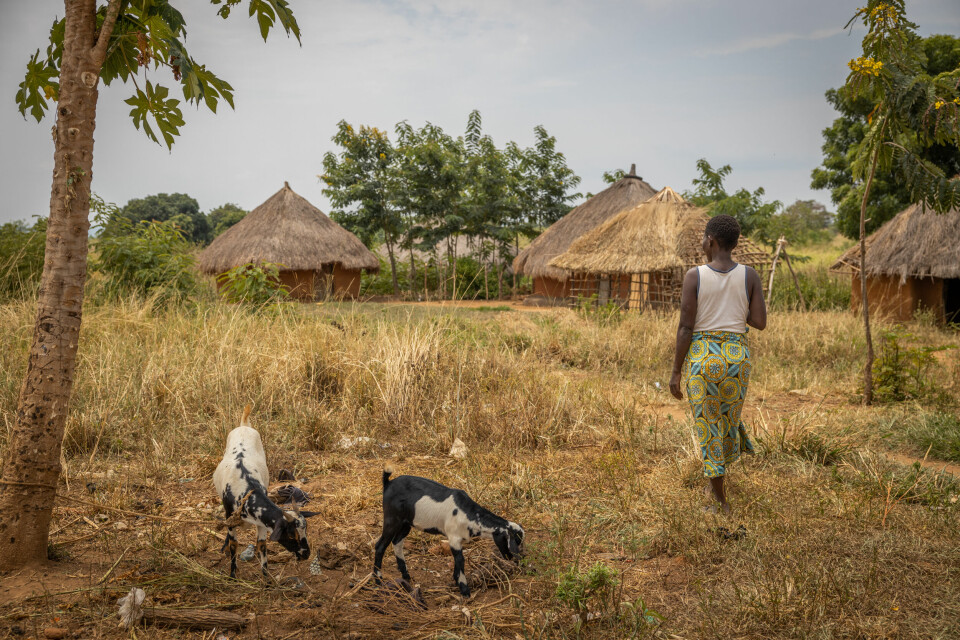 Doreen Abineno går gjennom området der hun bor utenfor byen Buliisa. Familien hennes mistet landområder på grunn av det gigantiske oljeprosjektet som nå er under utvikling.