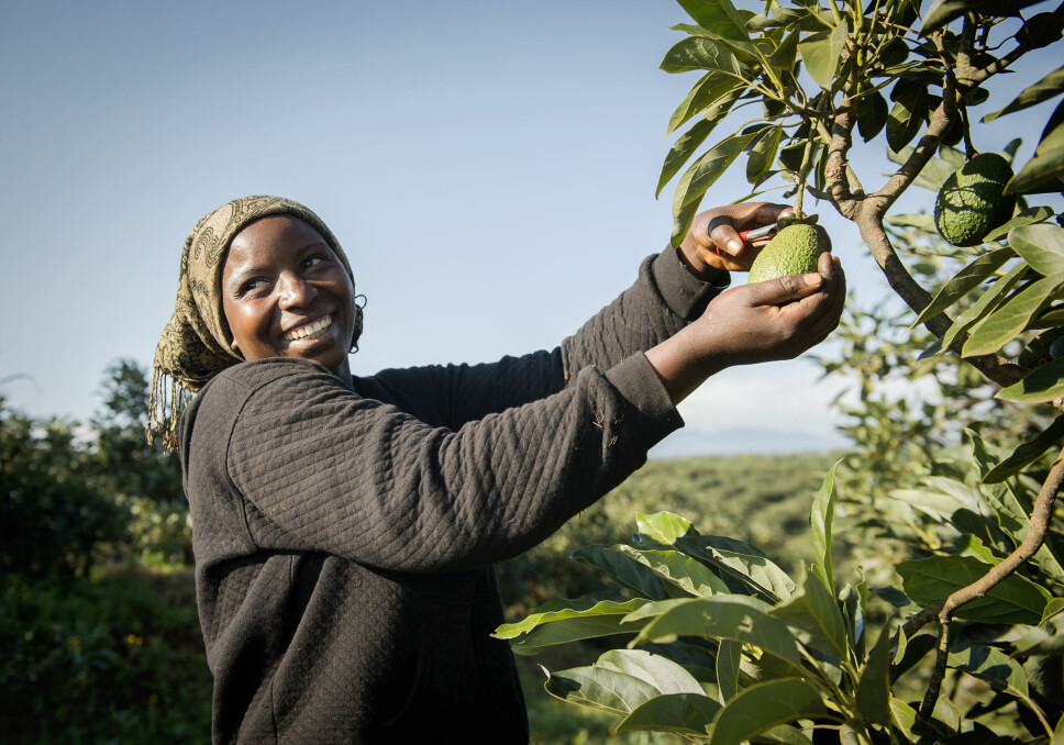 Avokadoplantasjen Africado har gått fra å være en oppstarsbedrift til å bli Tanzanias ledende avokadoprodusent. Men å satse på nyoppstartede bedrifter er svært risikabelt, og noe mange investorer har gått bort fra.