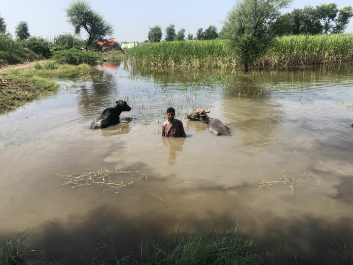 En tredjedel av Pakistan er under vann. Særlig hardt rammet er bønder i Sindh-provinsen, som her i Naushahro Feroze-distriktet.