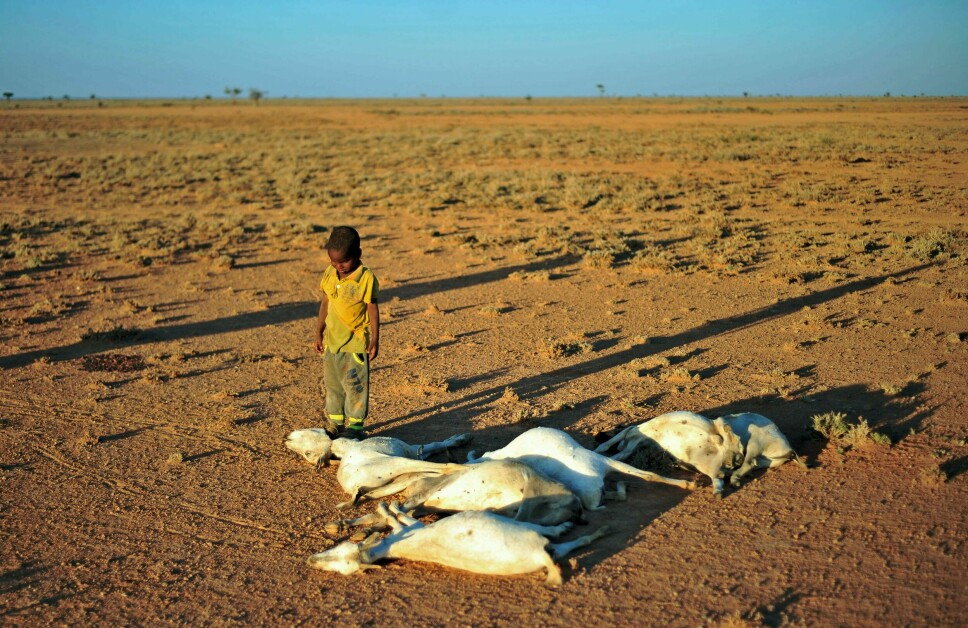 En gutt ser på en flokk døde geiter nordøst i Somalia. Landet har de siste årene blitt rammet av flere alvorlige tørkeperioder, og det opplever nå den verste tørken på 40 år.