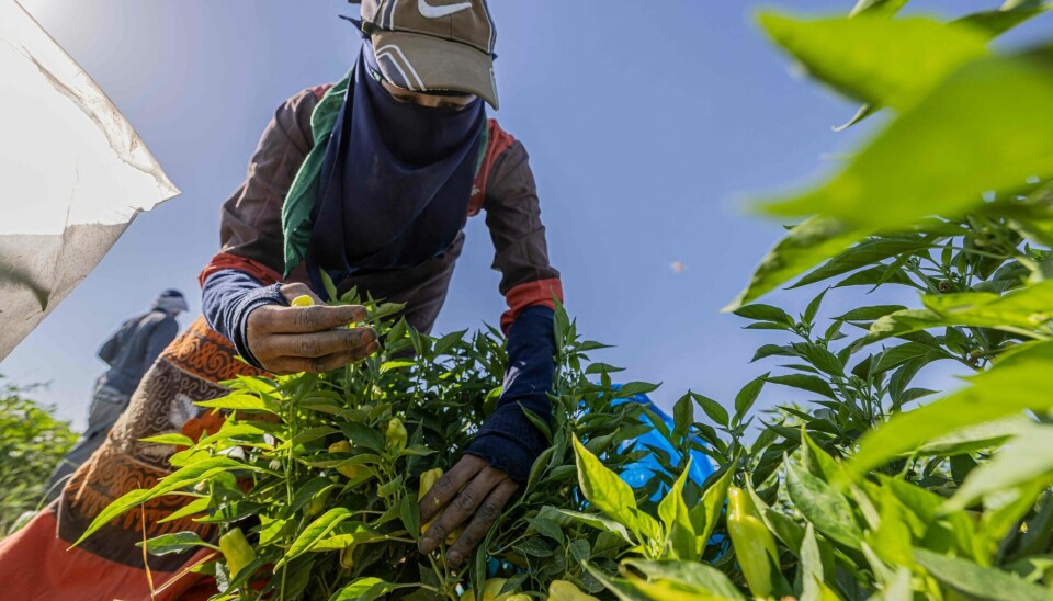 En bonde høster inn pepper-avlingen sin i Egypt i juni i år.