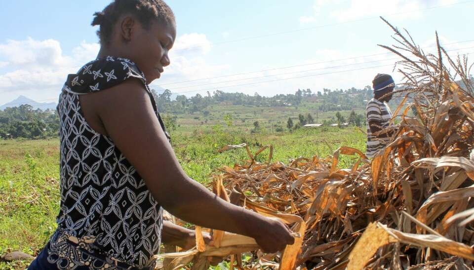 Bønder høster mais fra åkre i Blantyre, Malawi, i april 2021. Dette er ett av landene regjeringen vil øke samarbeidet med i sin nye strategi for matsikkerhet. Foto: Joseph Mizere / Xinhua / NTB