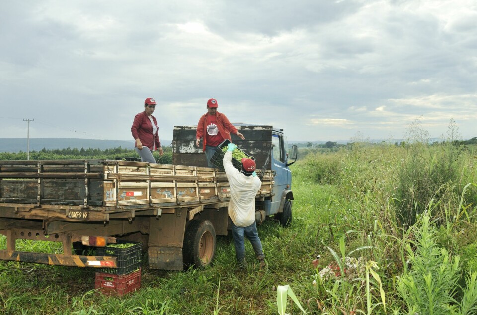 Høsting av okra i en bosetting til De jordløses bevegelse i Mato Grosso i Brasil. Bevegelsen er en av de største i landet, og en av samarbeidsparterne til Latin-Amerikagruppene i Norge. Foto: Florian Kopp / Imagebroker / NTB