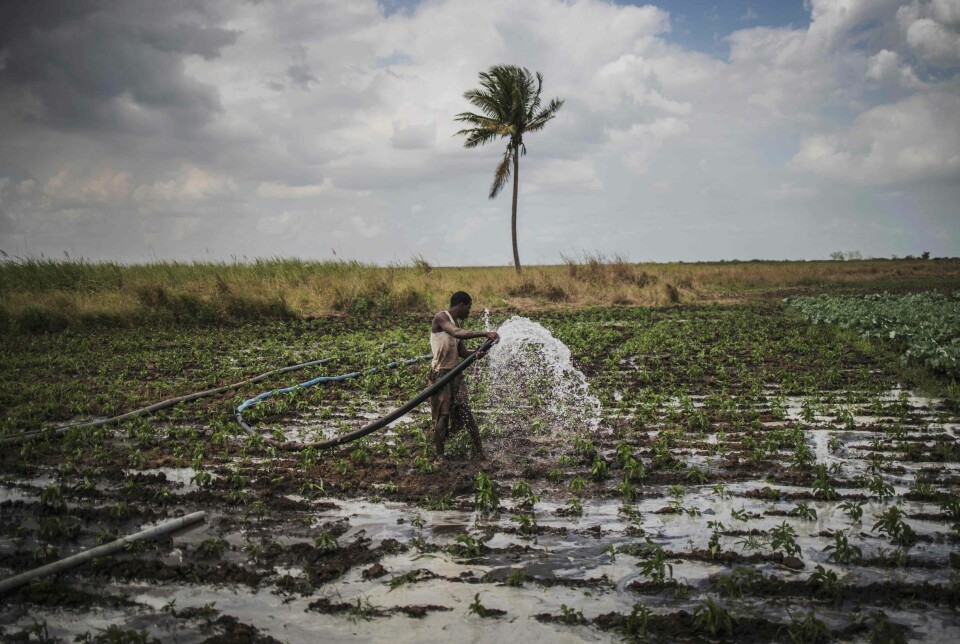 Bønder i Nord-Mosambik fortalte Panorama at de følte seg ført bak lyset av norske Green Resources i 2018. Illustrasjonsbildet viser en bonde i Tica, nær Beira i Mosambik. Foto: Marco Longari / AFP / NTB