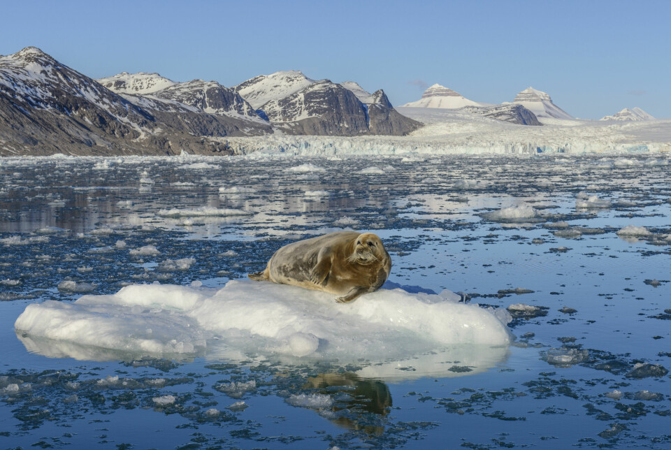 Oppvarmingen i Arktis skjer tre ganger så fort som det globale gjennomsnittet. Dette skjer i stor grad på grunn av at smelting av snø og is gir en mørkere overflate og dermed økt opptak av solenergi i disse områdene. Denne betydelige regionale oppvarmingen fører til stadig mindre havis og smelting av isbreer. En Storkobbe, også kalt blåsel, soler seg på et isflak i Kongsfjorden på Svalbard.