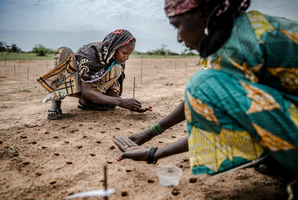 Niger er et av landene som rammes hardest av klimaendringer. Temperaturen øker og regnperiodene er blitt mer uforusigbare. Foto: Luis TATO / FAO / AFP / NTB