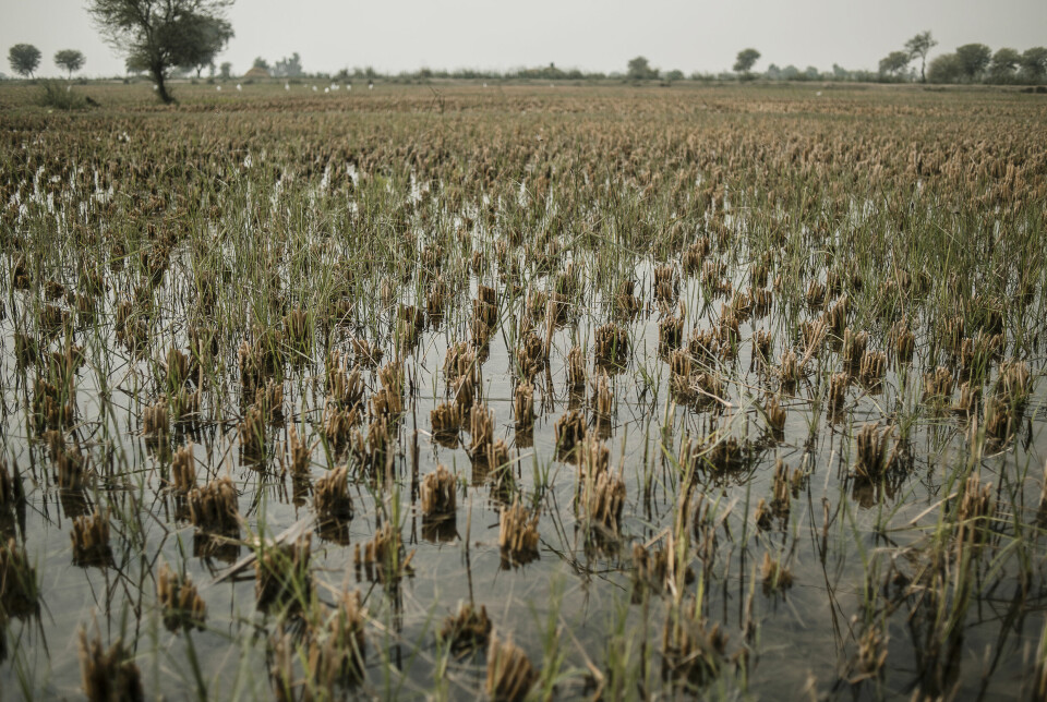 Sindh-provinsen, «Pakistans brødkurv», er hardt skadet av flommen, og forventes ikke å være fullt produktivt på flere år.