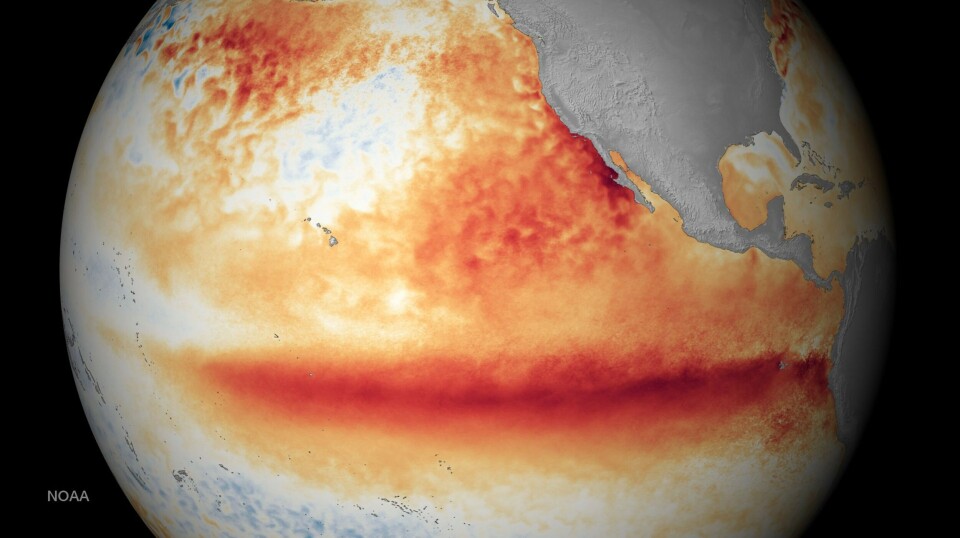 Dette satellittbildet fra november 2015 viser havoverflatetemperaturer for oktober 2015, der oransje-røde farger viser temperaturer over normalen – en indikasjon på fenomenet El Niño. Nå varsler forskere igjen om rekordvarme verdenshav.