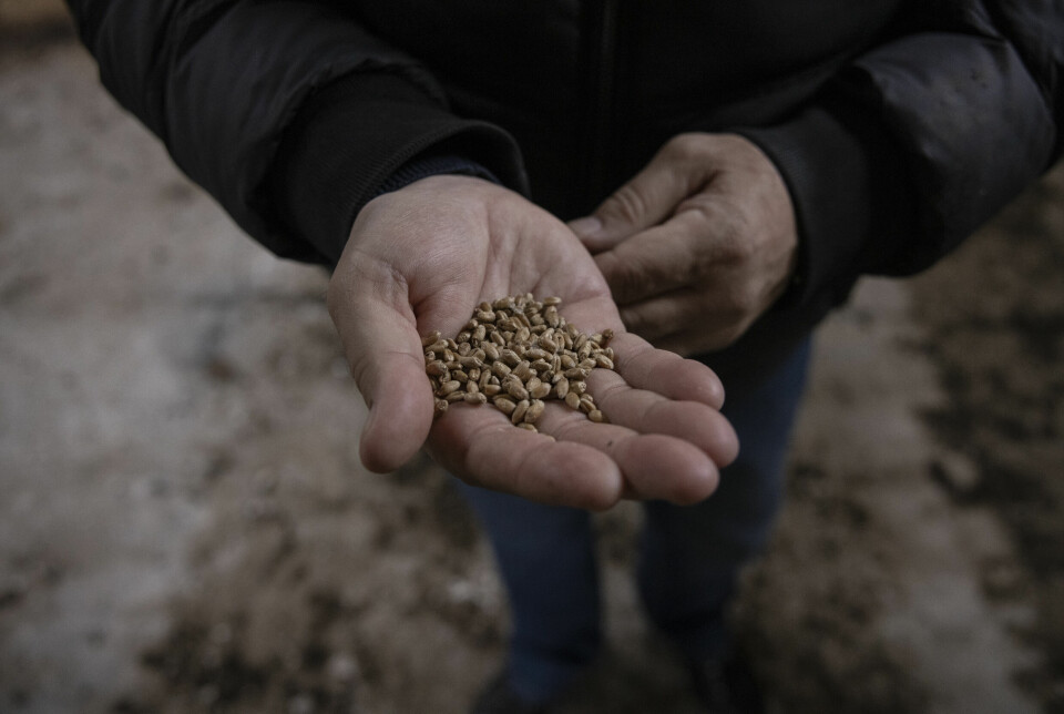 En ansatt på et sterkt skadet kornlagringsanledd i landsbyen Shyroke i Ukraina viser frem hvetekorn. Mange ukrainske bønder må innstille driften da de ikke får sådd eller høstet på grunn av minelagte jorder. Avtalen om forlengelse av ukrainsk korneksport er gjenstand for forhandlinger i disse dager