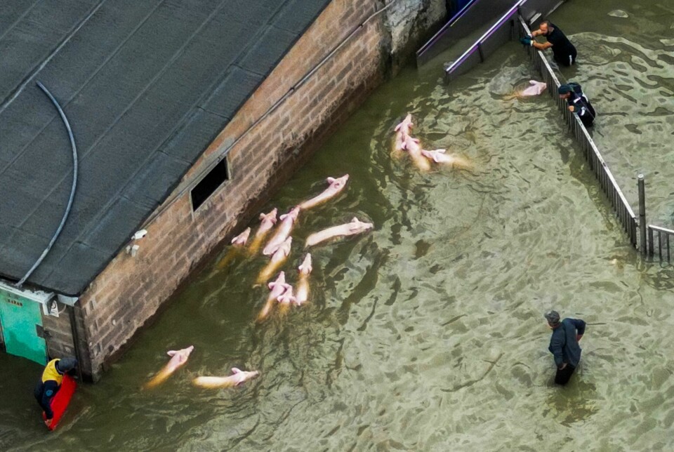 Italienske bønder samler griser for å frakte dem bort fra den oversvømte innhegningen.