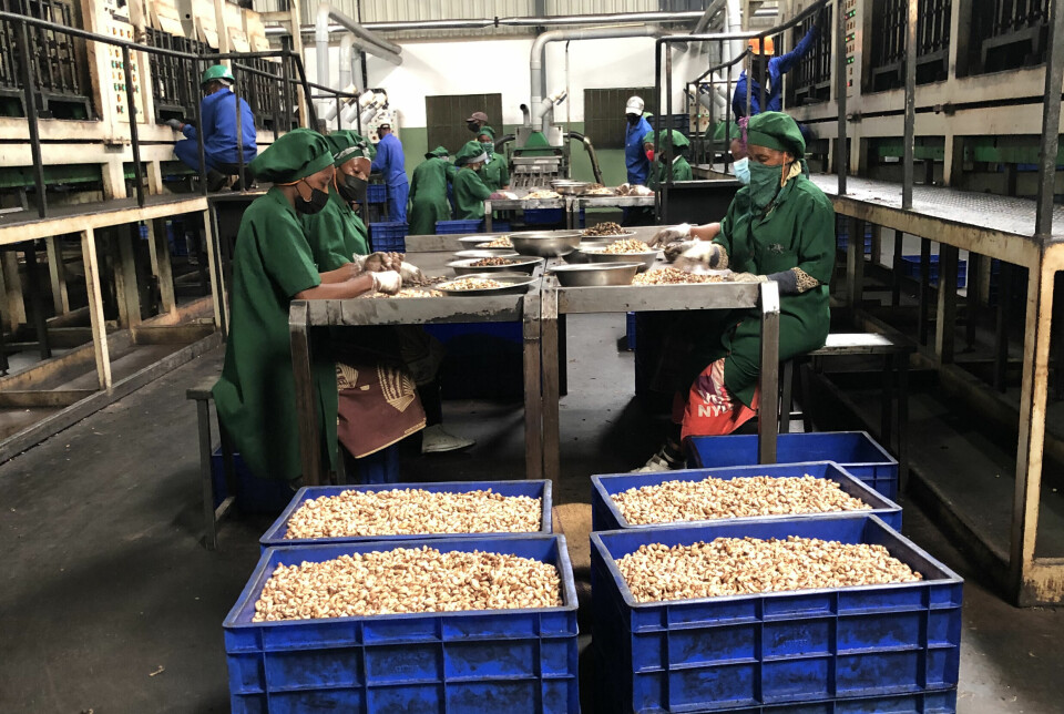 Cashew-fabrikken som Brynild AS (og Norges Vels tyske partner) får nøtter fra, er en nybygget fabrikk som ligger sør i Mosambik.