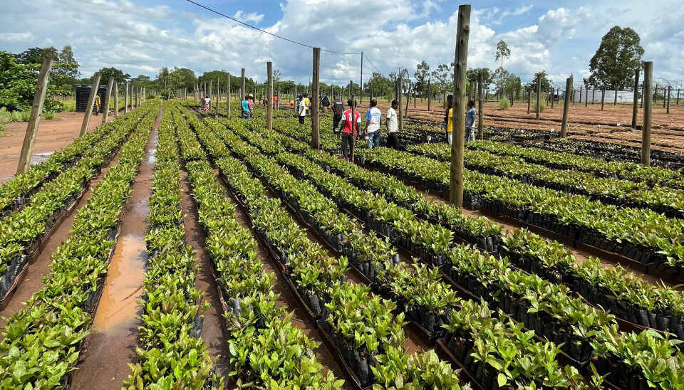 Arbeidere på en planteskole i det nordlige Mosambik med cashew-planter.