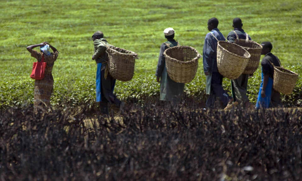 Import og bruk av teplukkemaskiner erstatter manuelt arbeid, som her i det vestlige Kenya. – Arbeidsløs ungdom har det siste året brent og vandalisert teplukkemaskiner, skriver Tore Westberg fra Kenya.