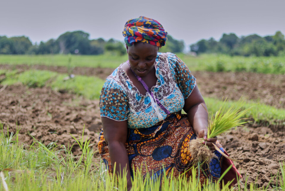 Sofia Msoghoya (41) pleide å dyrke mais, men gikk i 2021 over til å dyrke ris i stedet.
