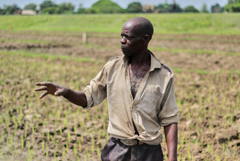– Når regntiden er god, kan jeg høste mellom 15 og 20 tonn ris. Men med lange perioder med tørke blir avlingene veldig små, sier Kings Mwambene (54).