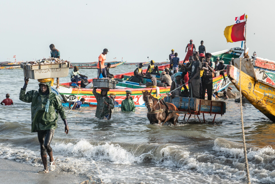 Hvert år registreres 430 000 tonn fisk i havnene i Senegal. En veldig stor andel av det som bringes i land, er en pelagisk fisk, sardinella, som er kilde til animalsk protein for store deler av befolkningen i Vest-Afrika. Men nå er den lille fisken, som ingen tidligere ville betale for, blitt en viktig bestanddel i fiskemel – blant annet brukt til mat for oppdrettsfisk. Kritikerne mener det truer matsikkerheten til en hel region.