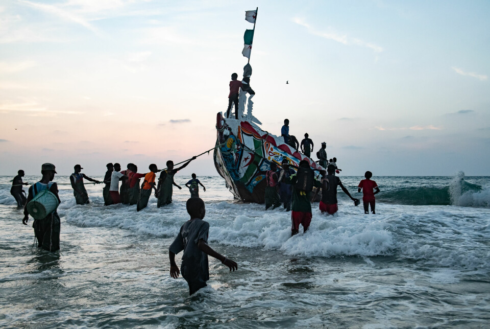 Anslagsvis lever en fjerdedel av alle vestafrikanere direkte eller indirekte av fiske. Kayar, byen nord for Dakar, eksisterer kun på grunn av fisken.