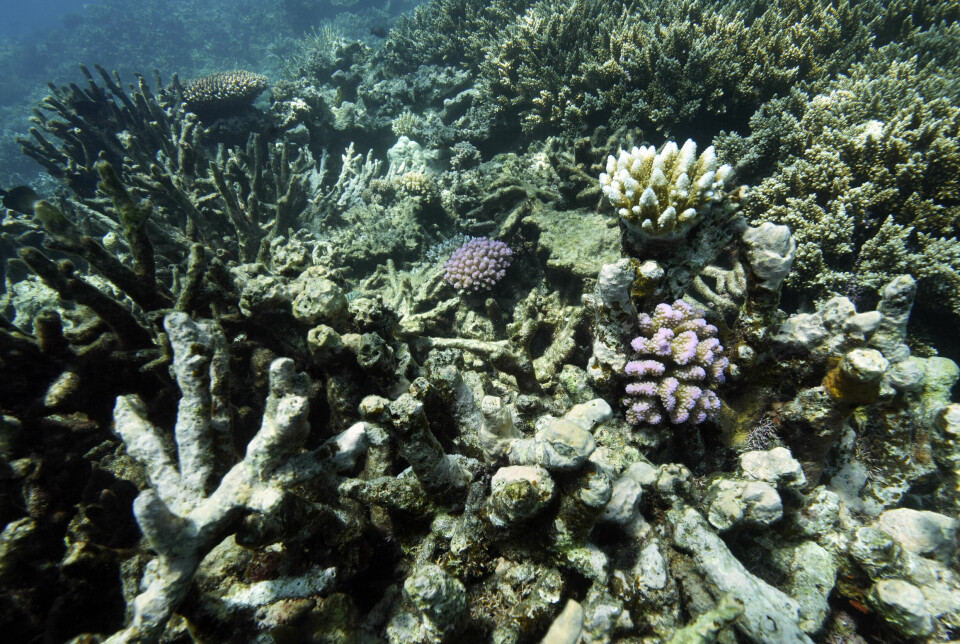 Korallrev utenfor kysten av Australia. Nå må FN-organet som regulerer havbunnen, ta stilling til reguleringer ettersom både gruveindustri og medlemsland presser på for utvinningstillatelser.