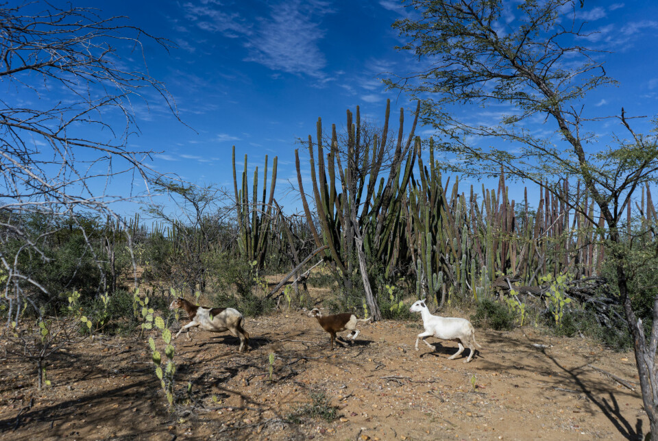The suppression of grazing areas is one of the main consequences of the installation of these turbines in the territory. For the Wayúu of Alta Guajira, herding goats, sheep and cows transcends subsistence. In this region, apart from being the economic core of many family lineages, these animals are linked to the social, territorial, and even, to the wayúu justice system.