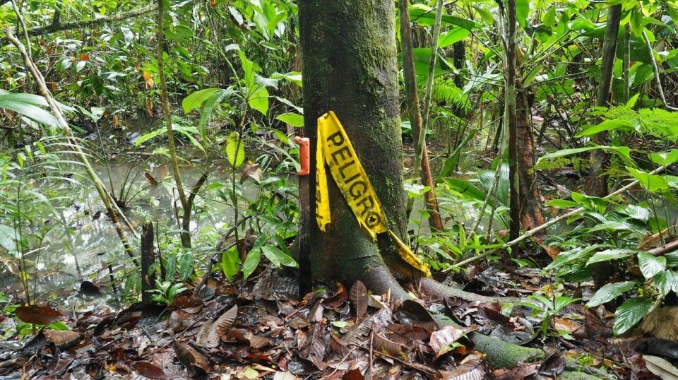 Oljeutslippene preger fortsatt den ecuadorianske delen av Amazonas.