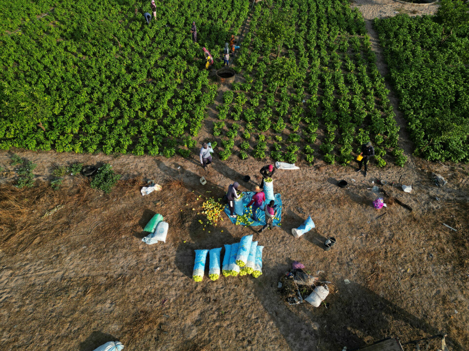 I undersøkelsen svarte 86 prosent at de ønsker å delta i læringsnettverk. På den måten kan de lære av hverandre og av forskning om hva som fungerer, for eksempel for å oppnå matsikkerhet. Bildet viser bønder som høster auberginer på et jorde i utkanten av Notto Gouye Diama i Senegal.