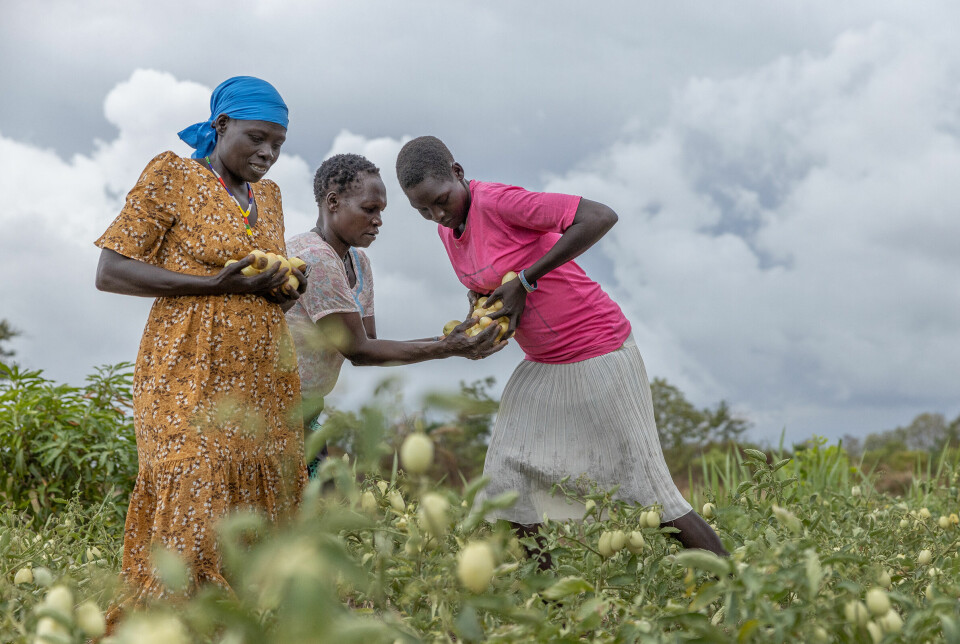 Norge går sammen med USA om et nytt landbruksfond for å hjelpe afrikanske bønder. Fondet skal primært hjelpe bedrifter i landbrukssektoren, som videre hjelper enkeltbønder (som Margret Bonsuk til venstre i bildet) gjennom blant annet å forsyne dem med frø og gjødsel. Bonsuk (50) driver med jordbruk på fulltid sammen med et 20-tall andre kvinner i Kajo Keji i Sør-Sudan.