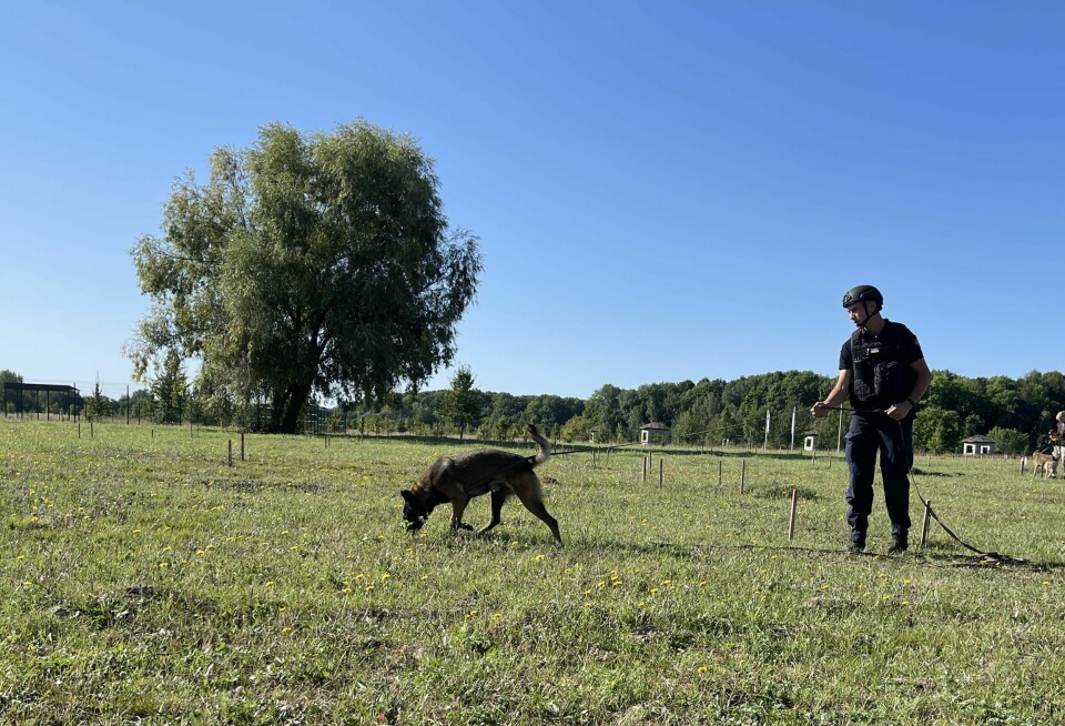 Den belgiske fårehunden Arni under trening et sted i Ukraina. Nå har den fått akkreditering til å ta fatt på selve jobben: å lukte seg fram til miner og eksplosiver.