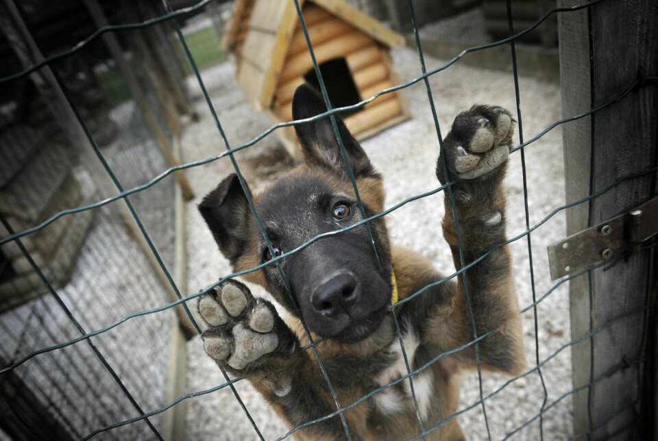 Hundene som nå er overlevert til Ukraina har fått trening på Norsk Folkehjelps globale kurssenter i Sarajevo. Hundene er av rasen belgisk fårehund.