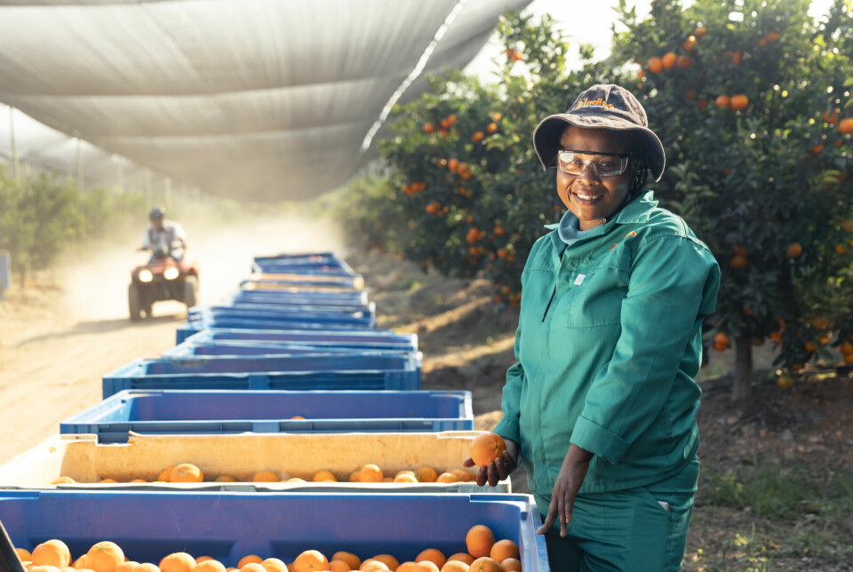 Behovet for klimatilpasningstiltak i Afrika er stor, viser flere rapporter. Nå skal netting beskytte mandarin-produksjonen i Sør-Afrika.
