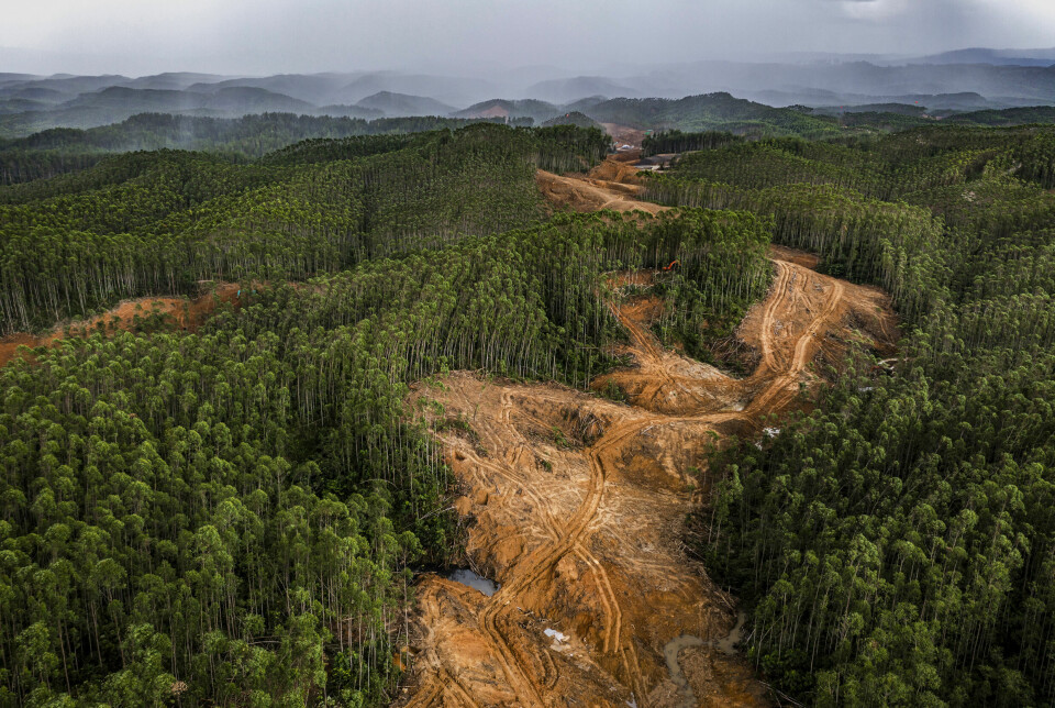 Her – på øya Borneo – er arbeidet med Nusantara i full gang. Store deler av den fremtidige hovedstaden vil ligge i skogsområder som i utgangspunktet er vernet mot byutvikling.