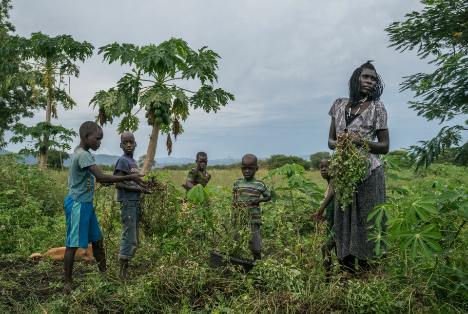 Sørsudaneren Queen Chandia (t.h.) er en av mange flyktninger i Uganda som har fått tildelt en jordlapp. På bildet høster hun jordnøtter fra jordlappen sin i flyktningbosettingen i Oliji, Uganda.
