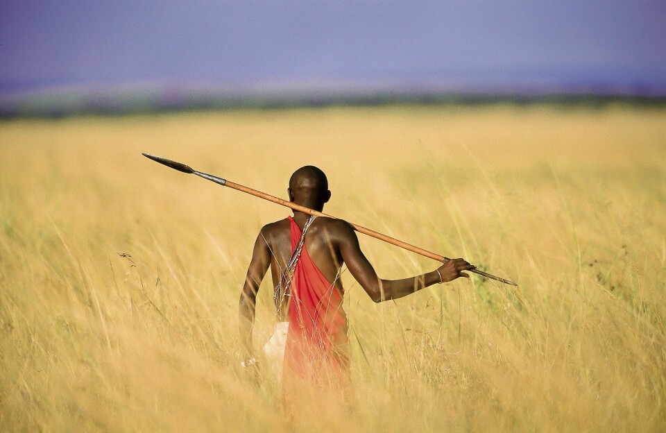 Ute på savannen har maasaier, løver og annet vilt levd side om side i århundrer. Her er James Olkunum ute på savannen med det tradisjonelle spydet, et våpen som det hevdes at løvene frykter.