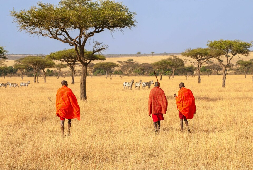 Mange lokale menn i Maasai Mara har fått jobb og inntekt gjennom samarbeid med private safarioperatører. Blant dem er guidene Rokoi Kunum, Ole Karia og Olais Senet.