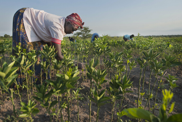 Hensynet til et tillitsfullt forhold til partneren er årsaken som trekkes fram av norske organisasjoner når de unnlater å foreta uanmeldte stikkprøver av prosjekter de har ansvar for. Uganda er blant landene der det oftest er avslørt mislighold og misligheter.