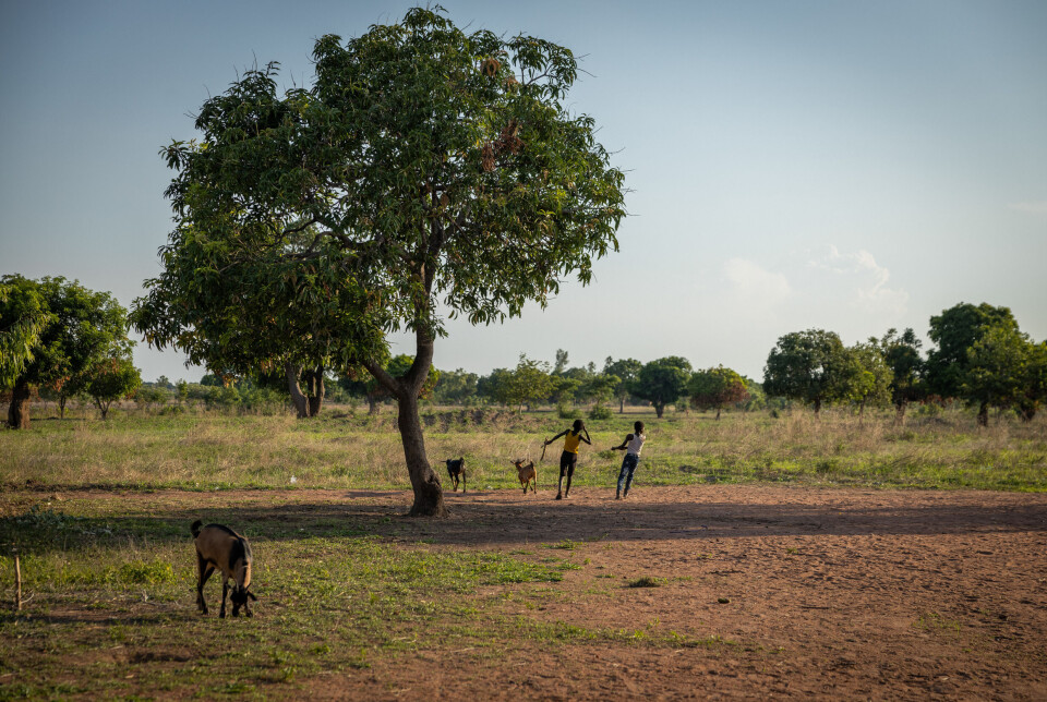 Noen gutter passer på geitene i landsbyen Machilinga sør i Malawi. Det fleste som bor på landsbygda er fattige og mer ekstremvær de siste årene har skapt store problemer for avlingene.