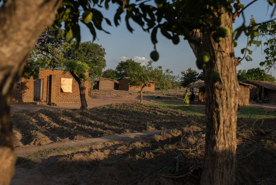 Nesten alle som bor på landsbygda i Malawi lever av landbruk.
