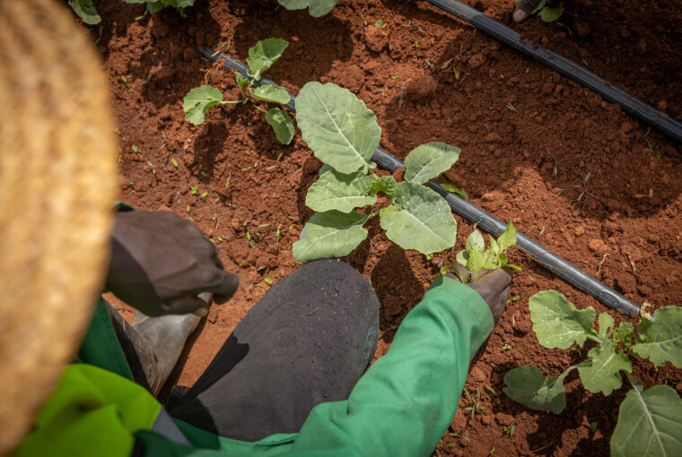 Programmet «Vann og energi for mat» har som mål å støtte klimavennlige løsninger i landbruket i lavinntektsland. Bildet er fra et landbruksprogram i Kenya.