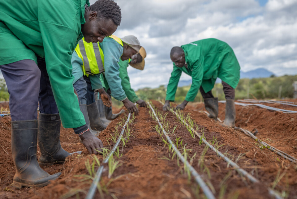 Finansiering av flyktningmottak i giverland og ulike typer klimafinansiering går på bekostning av tradisjonell bistand til fattigdomsbekjempelse, mener Kirkens Nødhjelp. Bildet er fra et landbruksprosjekt i Kenya.