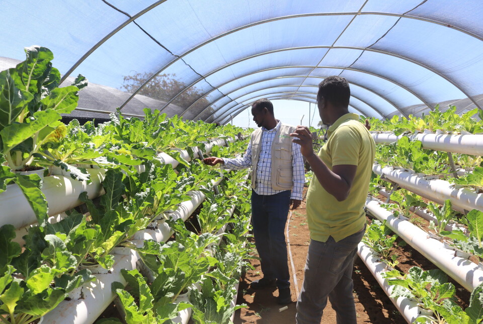 Fra barneby til hydrofonisk jordbruk: I Somalia har SOS-barnebyer et pilotprosjekt hvor man med mindre vann kan dyrke mat i større kvanta enn ved tradisjonelt jordbruk. 95 prosent av familiene som var med i prosjektet greide gjennom dette å forsørge seg selv.