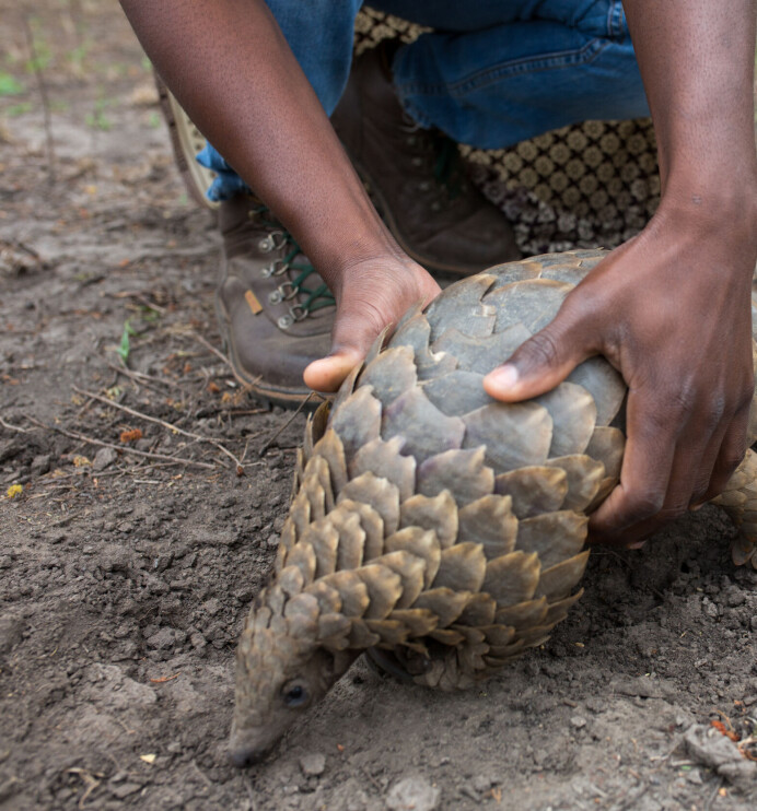 Carlotta, en sju måneder gammel pangolin får hjelp i jakten på middag.
