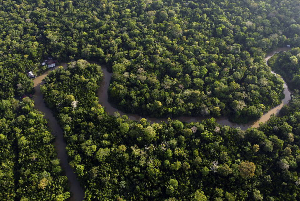 Avskogingen i brasilianske Amazonas falt med 30,6 prosent mellom august 2023 og august 2024, ifølge den brasilianske organisasjonen INPE.