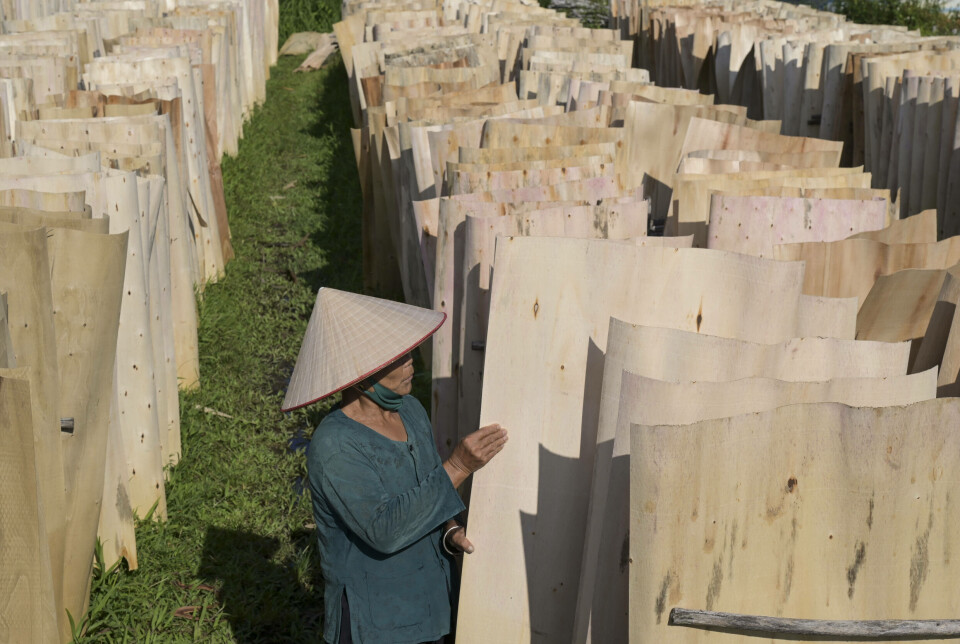 En arbeider tørker kryssfiner i Yen Bai-provinsen i Vietnam. Treindustrien har blitt en viktig del av Vietnams eksportøkonomi, og landet er den ledende leverandøren av tremøbler til USA.