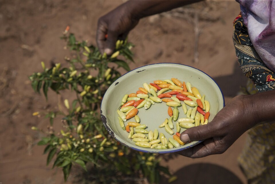 Chillier høstes fra et klimasmart jordbruks-prosjekt, støttet av FN i Chipinge, Zimbabwe.