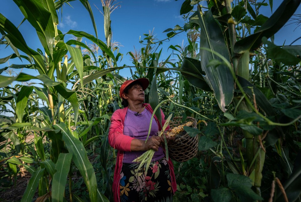 En bonde arbeider på gården sin ved bredden av Amazonas-elven i Colombia 2. oktober 2024.