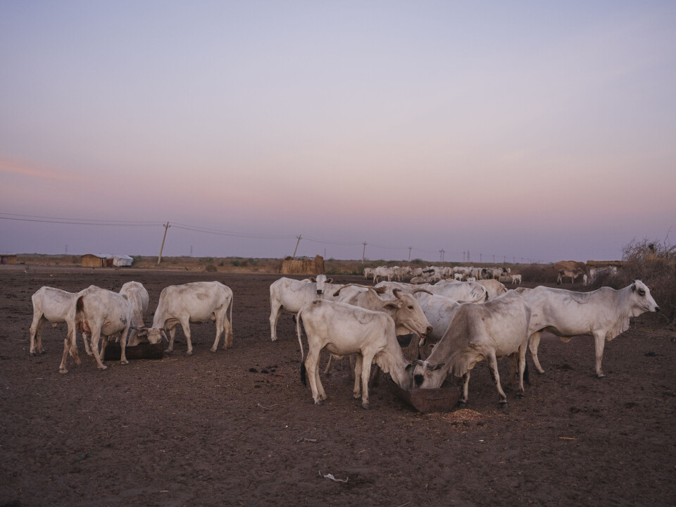 Kyr har høy verdi i stammesamfunn i Sør-Sudan.