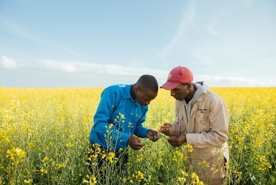 Gjennom et regionalt investeringsselskap har Norfund blant annet investert i det kenyanskeide landbrukssselskapet Agventure Farms. Selskapet har avtale med småbønder om innkjøp og produksjon av canola-olje.