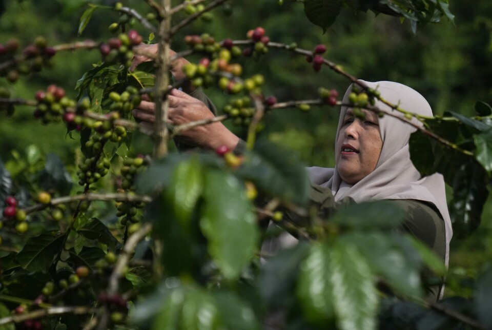 Indonesia er blant landene som får mest i klimabistand fra Norge. Her fra en kaffeplantasje i Damaran Baru, et område like ved en av verdens frodigste regnskoger.